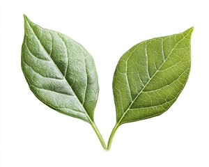 Close-up of Two Green Leaves on White Background Nature Illustration