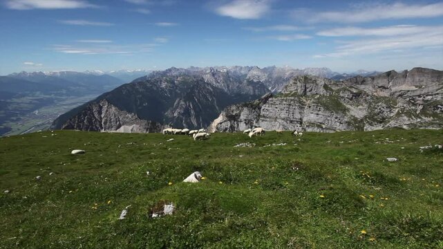 Herd of mountain sheep at Rofan mountains in summertime, Tyrol, Austria, high definition