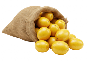 A burlap sack spilling over with fresh golden potatoes isolated on transparent background
