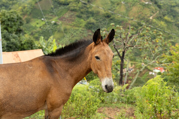 Domesticated horses on Colombian farms in the Antioquia region