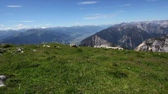 Herd of mountain sheep at Rofan mountains in summertime, Tyrol, Austria, high definition