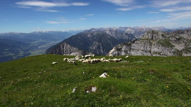 Herd of mountain sheep at Rofan mountains in summertime, Tyrol, Austria, high definition