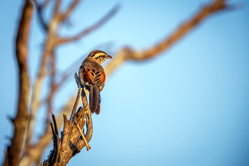 Brown-crowned Tchagra perched on a branch isolated in blue sky in Greater Kruger National park,...