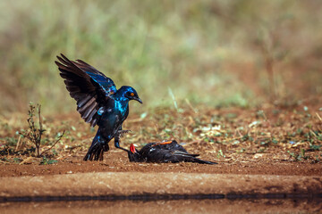 Cape Glossy Starling fighting with Red billed Buffalo Weaver in Greater Kruger National park, South...