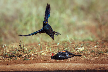 Cape Glossy Starling fighting with Red billed Buffalo Weaver in Greater Kruger National park, South...