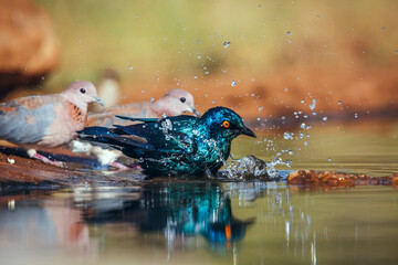 Cape Glossy Starling bathing in waterhole with other birds in Greater Kruger National park, South...