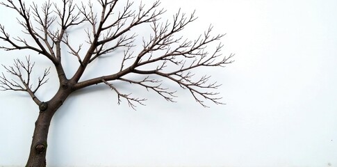 A tangled mess of bare branches on white wall, tree, cold, wall