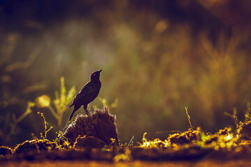 Cape Glossy Starling standing backlit on the ground at dawn in Greater Kruger National park, South...