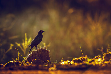 Cape Glossy Starling standing backlit on the ground at dawn in Greater Kruger National park, South...