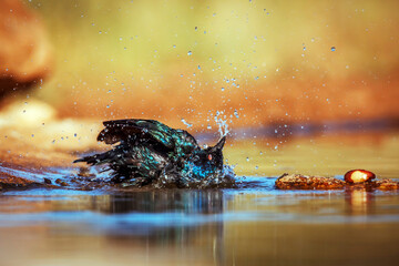 Cape Glossy Starling bathing and grooming in waterhole in Greater Kruger National park, South...