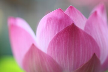 Obraz premium A pink lotus flower blooming in a pond.