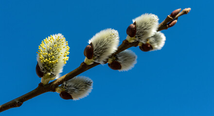Fototapeta premium Close-up of willow catkins against a clear blue sky