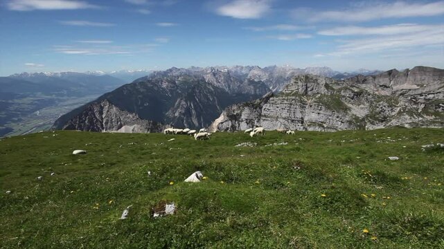 Herd of mountain sheep at Rofan mountains in summertime, Tyrol, Austria, high definition