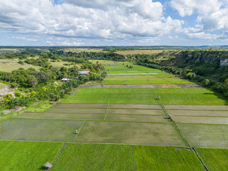 Obraz premium East Sumba, East Nusa Tenggara, Indonesia – 04. 03. 2025 – In the valley between rocky hills, there lies a green rice field in East Sumba 