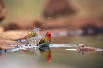 Green winged Pytilla couple bathing in waterhole in Greater Kruger National park, South Africa ; Specie Pytilia melba family of Estrildidae