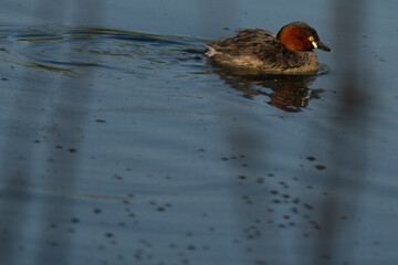 Close up portrait of a Little grebe showcasing its distinctive features and swimming. The birds vibrant orange color eye stands out against its dark grey and reddish brown plumage.