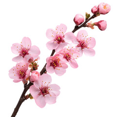 Pink Cherry Blossom on transparent background © RomenaJannat
