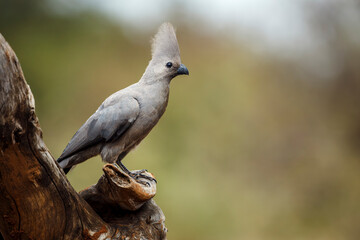 Grey go away bird standing on a log isolated in natural background in Kruger National park, South...