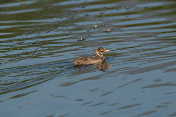 Close up portrait of a Little grebe showcasing its distinctive features and swimming. The birds vibrant orange color eye stands out against its dark grey and reddish brown plumage.