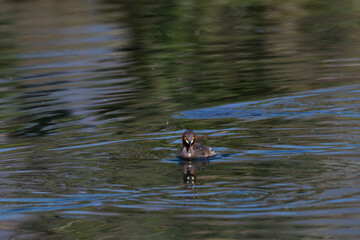 Close up portrait of a Little grebe showcasing its distinctive features and swimming. The birds vibrant orange color eye stands out against its dark grey and reddish brown plumage.