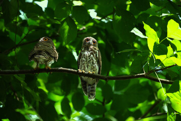 Two beautiful Brown Boobook are perched in a tree branch with beautiful background of green leaves.