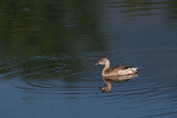 A close up shot of a Little grebe swimming in calm water, reflecting its image.