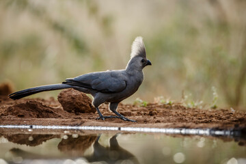 Grey go away bird standing backlit along waterhole in Kruger National park, South Africa ; Specie Corythaixoides concolor family of Musophagidae