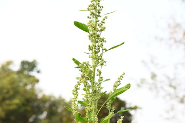 Chenopodium album plants. It  is a fast growing weedy annual plant in the genus Chenopodium. It's other names  lamb's quarters, melde, goosefoot, wild spinach and fat-hen. It is a popular greens.