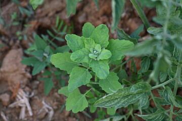 Chenopodium album plants. It  is a fast growing weedy annual plant in the genus Chenopodium. It's other names  lamb's quarters, melde, goosefoot, wild spinach and fat-hen. It is a popular greens.
