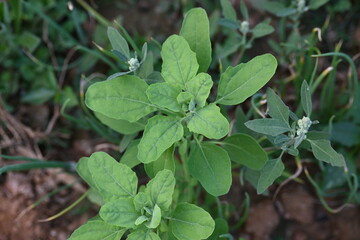 Chenopodium album plants. It  is a fast growing weedy annual plant in the genus Chenopodium. It's other names  lamb's quarters, melde, goosefoot, wild spinach and fat-hen. It is a popular greens.
