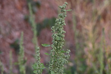 Chenopodium album plants. It  is a fast growing weedy annual plant in the genus Chenopodium. It's other names  lamb's quarters, melde, goosefoot, wild spinach and fat-hen. It is a popular greens.