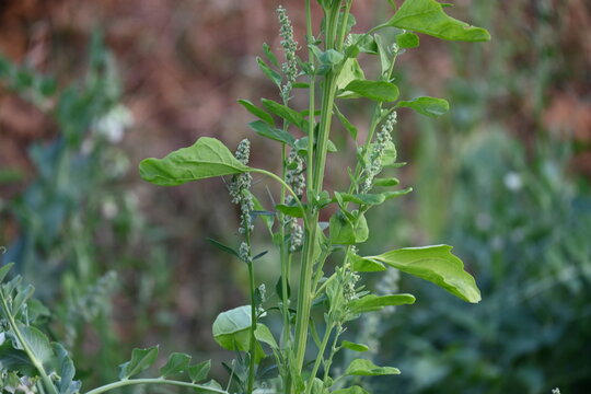Chenopodium album plants. It &nbsp;is a fast growing&nbsp;weedy&nbsp;annual plant&nbsp;in the genus&nbsp;Chenopodium. It's other names &nbsp;lamb's quarters,&nbsp;melde,&nbsp;goosefoot,&nbsp;wild spinach&nbsp;and&nbsp;fat-hen. It is a popular greens.