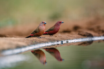 Jameson Firefinch couple standing along waterhole with reflection in Greater Kruger National park,...