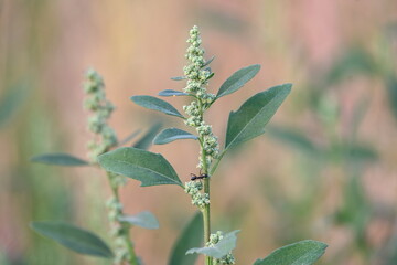 Chenopodium album plants. It  is a fast growing weedy annual plant in the genus Chenopodium. It's other names  lamb's quarters, melde, goosefoot, wild spinach and fat-hen. It is a popular greens.