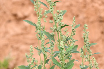 Chenopodium album plants. It  is a fast growing weedy annual plant in the genus Chenopodium. It's other names  lamb's quarters, melde, goosefoot, wild spinach and fat-hen. It is a popular greens.