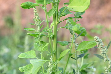 Chenopodium album plants. It  is a fast growing weedy annual plant in the genus Chenopodium. It's other names  lamb's quarters, melde, goosefoot, wild spinach and fat-hen. It is a popular greens.