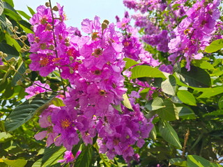 Fototapeta premium Bouquet of light pink flower pride of India. Inflorescence of deep pink Queen's crape myrtle flowers with bright yellow stamens, Beautiful flowers of Thailand. branch with violet flowers on nature 