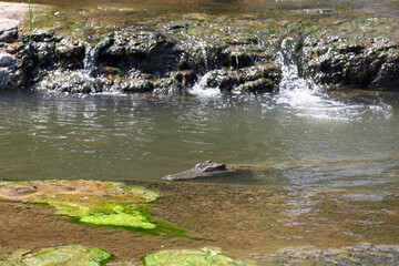 Fototapeta premium The crocodile in river at thailand