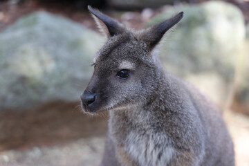 The Tammar Wallaby is small animal and cute in Australia