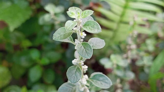 Upas-upasan grass (Aerva Lanata) is a herbal medicinal shrub from the Amaranthaceae family, the flower part is used to stop bleeding and the root extract is used to treat eye irritation.