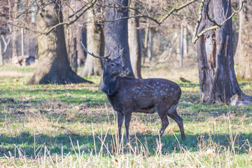 Sika deer - Cervus nippon, doe and mouflon in meadow and forest. Photo from wild nature