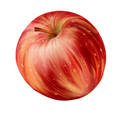 Apple, botanical illustration on white background