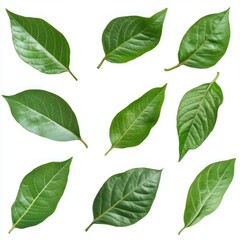 Fototapeta premium Set of tropical green leaves isolated on white or transparent background 