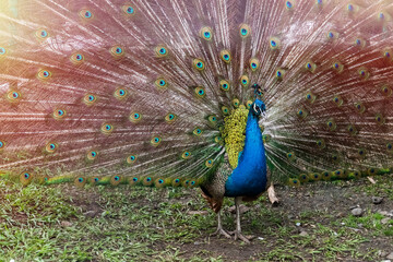 Obraz premium A vibrant peacock proudly displays its magnificent plumage with striking blue and green colors. The lush green grass contrasts beautifully with the peacock's tail feathers in the afternoon light