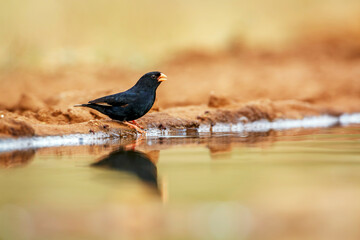 Village Indigobird standing along waterhole with reflection in Greater Kruger National park, South...