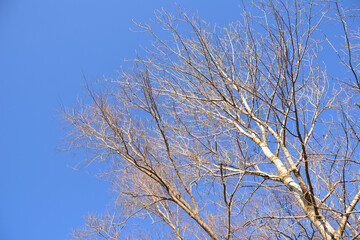 Bare birch tree branches against a bright blue sky