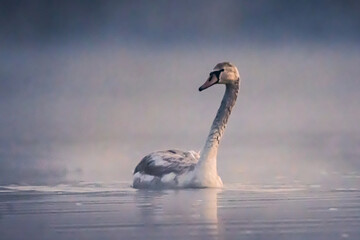 Łabądz © Jaroslaw