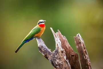 White fronted Bee eater standing on a log isolated in natural background in Greater Kruger National...