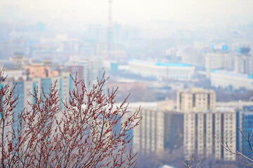 The beginning of the flowering of the apricot. Tree branches on the background of the city.
