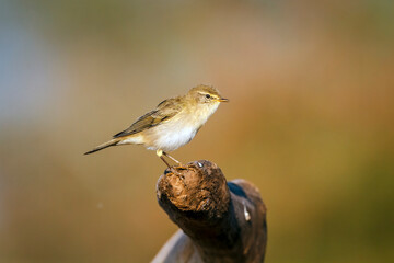 Willow Warbler standing on a log isolated in natural background in Greater Kruger National park,...